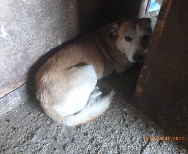 Smallholder admits ill-treating more than 200 dogs