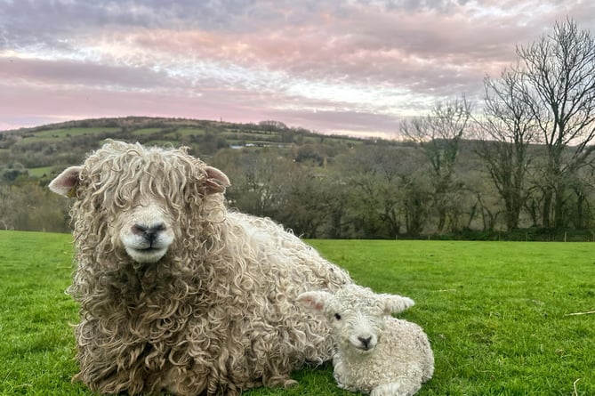 There are new lambs in the Ena Gwel Flock at Kelly Bray