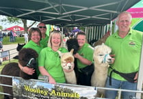 Alpacas meet the public at show