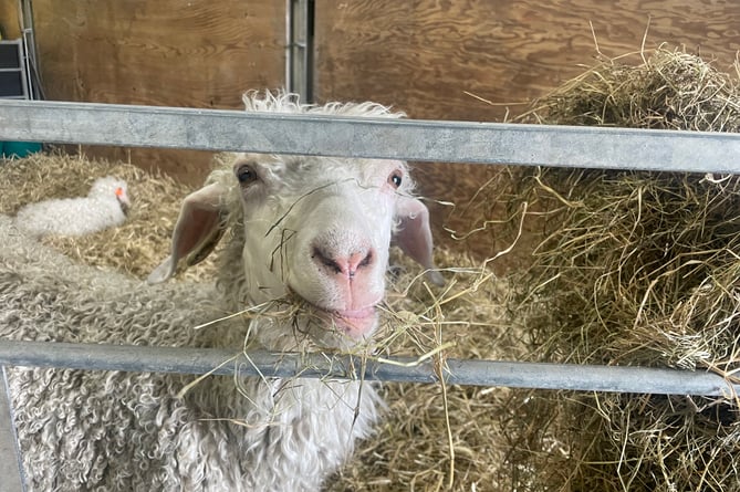 One of the goats in a pen.  AQ 2785
