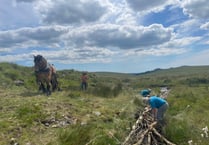 Heavy horses replace vehicles on moor