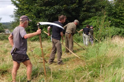 Medieval scything helps manage meadow