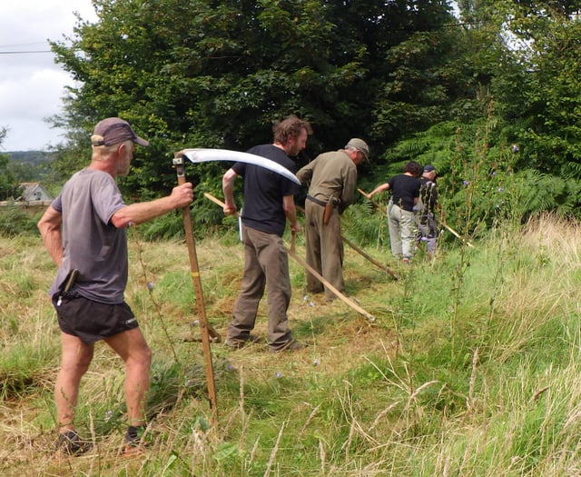 Medieval scything helps manage meadow