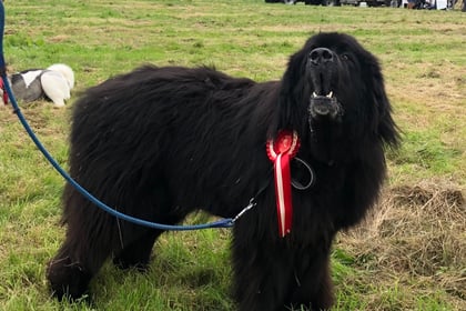 Dartmoor Pony and Dog Show heralds autumn