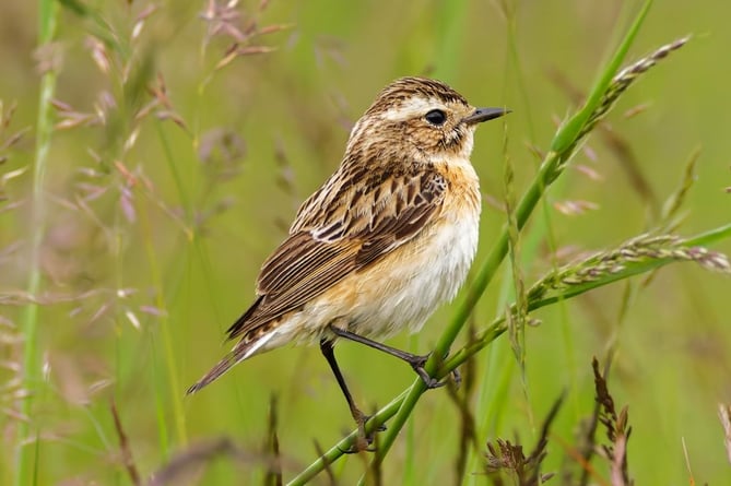 The habitats of the endangered Whinchat are being conserved on Dartmoor to encourage it to breed.