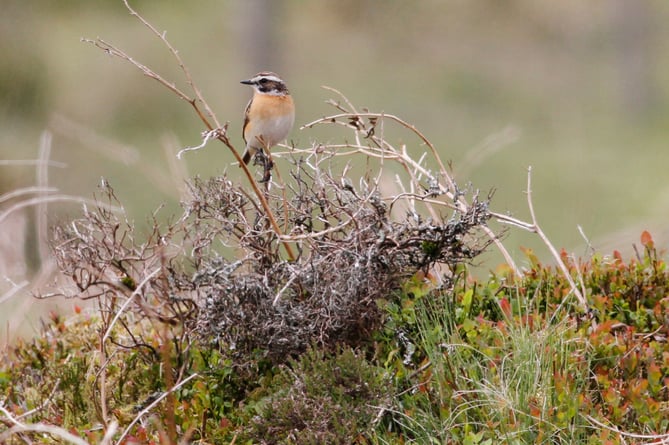 Whinchats are getting habitat support on Dartmoor.