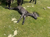 More vigilance needed as third foal dies on Dartmoor
