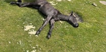 More vigilance needed as third foal dies on Dartmoor
