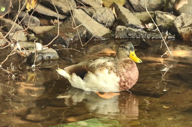 A duck on Tavistock Canal - volunteers for a new wildlife warden scheme are needed.